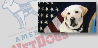 Dogs could be eligible for the 2023 commemorative coin programme