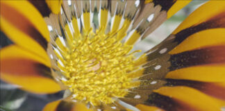 “The Abominable Mystery of Flowers”, on France 5: empresses of the plant world