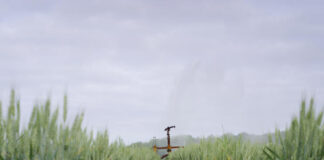 Why are wheat prices soaring?