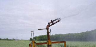 “This is the first year I’ve been watering my wheat”: spring drought haunts Maine-et-Loire farmers