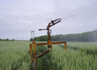 “This is the first year I’ve been watering my wheat”: spring drought haunts Maine-et-Loire farmers