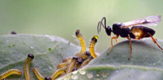 “The Little People of the Vegetable Garden”, on Arte: miracles of nature and scenes of horror