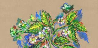 Strawberries, two possibilities