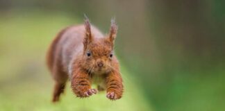 “Paris ville nature”, on France 3 Ile-de-France: rediscover the streets, squares, woods and rooftops of Paris