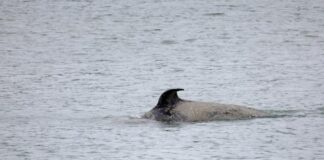 The struggling orca in the Seine has been found dead