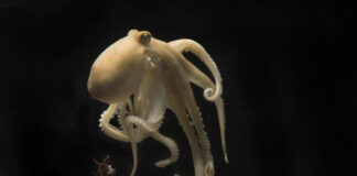 A cholesterol defect at the origin of the suicide of mother octopuses