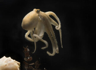 A cholesterol defect at the origin of the suicide of mother octopuses