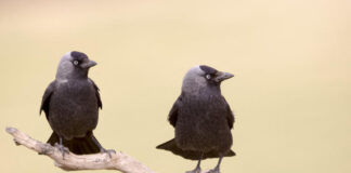 In jackdaws, consensus by croaking