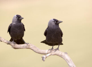 In jackdaws, consensus by croaking