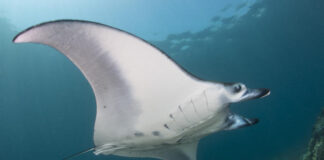Divers help identify manta rays