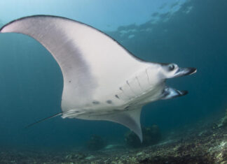 Divers help identify manta rays