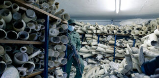 Zimbabwe asks for European support for the sale of its stockpile of ivory