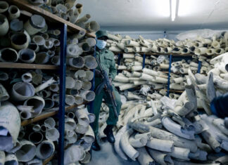Zimbabwe asks for European support for the sale of its stockpile of ivory