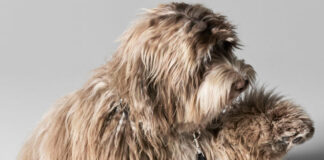 Elvis, a goldendoodle who shows off