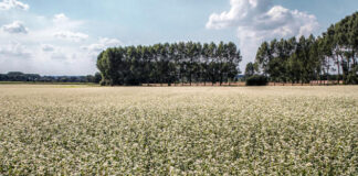 In Brittany, crepes fear the shortage of buckwheat