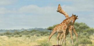 Of the sexual dimension of the neck of the giraffe