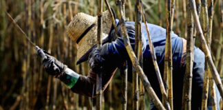 Sugar: ‘Real reason for price rebound has to do with ethanol and rising fuel prices’