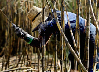 Sugar: ‘Real reason for price rebound has to do with ethanol and rising fuel prices’