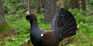 The Pyrenean capercaillie banned from hunting for five years by the Council of State