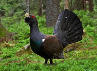 The Pyrenean capercaillie banned from hunting for five years by the Council of State