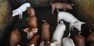 Vietnam announces it has developed a vaccine against African swine fever