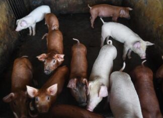 Vietnam announces it has developed a vaccine against African swine fever