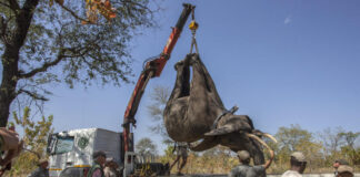 Malawi: nearly 250 elephants relocated to a park where the species had almost disappeared