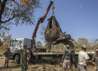 Malawi: nearly 250 elephants relocated to a park where the species had almost disappeared
