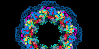 The nuclear pore, an almost reconstructed molecular puzzle