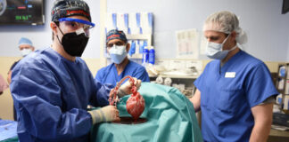 Autopsy of the first xenograft of a genetically modified pig heart