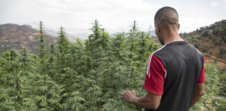 Morocco has a legal cannabis regulatory agency