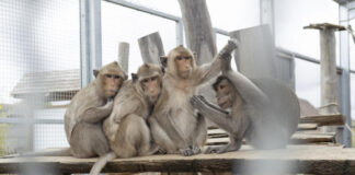 Between scientists and animal advocates, non-judgmental collaboration is possible