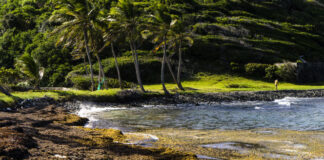 Real estate: toxic gases from sarcass algae, a hidden defect?