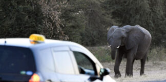 A corridor in Namibia to reconcile wildlife protection and community life