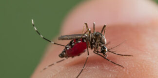 Dengue Fever: Virus manipulates ‘Aedes’ mosquito and humans to spread
