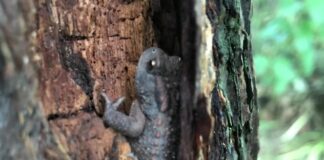 Master toad, perched on a tree