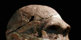 In South Africa, australopithecines always older