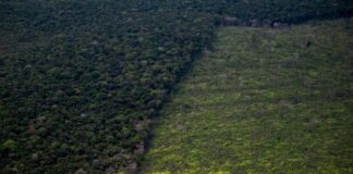 Deforestation in Brazil: The Amazon lost an average of eighteen trees per second in 2021