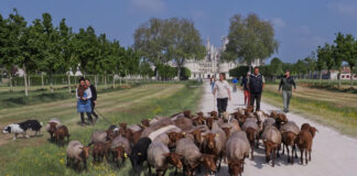 Raw materials: “The New Zealand wolf is in the fold”