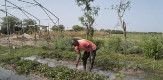 “Restoring the Sahelian ecosystem is a long-term process”