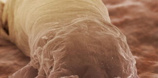 The mites that swarm on our body threatened with extinction