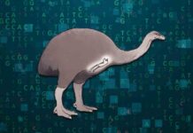 Could The Long-Extinct Bush Moa Be Brought Back From The Dead? could-the-long-extinct-bush-moa-be-brought-back-from-the-dead