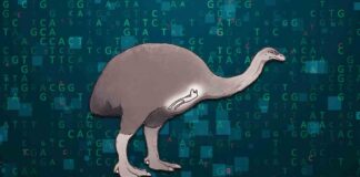 Could The Long-Extinct Bush Moa Be Brought Back From The Dead? could-the-long-extinct-bush-moa-be-brought-back-from-the-dead