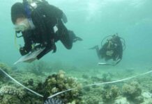 Efforts to save the Great Barrier Reef through education efforts-to-save-the-great-barrier-reef-through-education
