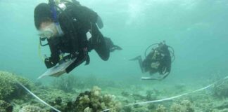 Efforts to save the Great Barrier Reef through education efforts-to-save-the-great-barrier-reef-through-education