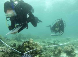 Efforts to save the Great Barrier Reef through education efforts-to-save-the-great-barrier-reef-through-education