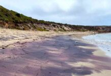 South Australia’s Pink Sand Originates from Antarctic Ice-Covered Mountains, New Research Reveals news-13062024-151319