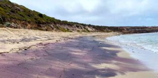 Title: Research Reveals Antarctic Origins of South Australia’s Pink Sand news-14062024-103259