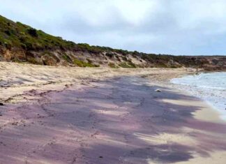 Title: Research Reveals Antarctic Origins of South Australia’s Pink Sand news-14062024-103259