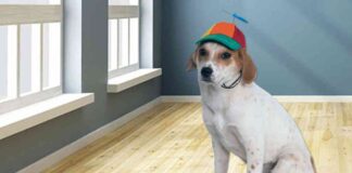 WIF Price Crashes 15% – Will The Freefall Continue?
New Title: WIF Price Crash: Predictions for Future Trends news-15062024-024541